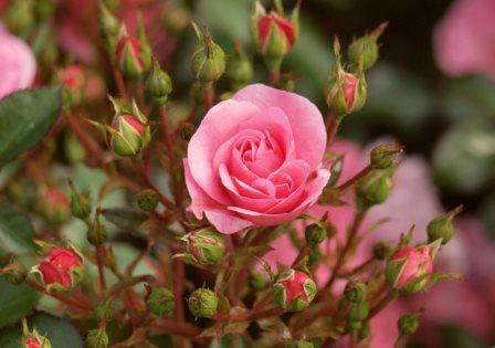 Надеемся, что наши советы обрезки роз весной для начинающих помогут вам вырастить на вашем дачном участке красивые, ароматные розы.