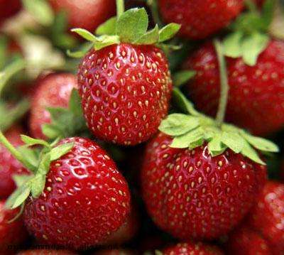 Но после цветения и появления ягод, лучше отдать предпочтение органическому питанию.
