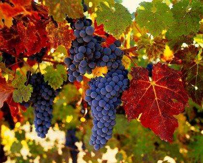 Виноград Амурский — описание сорта, фото