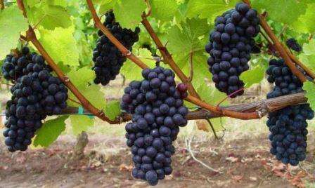 Но прежде чем посадить виноград, его необходимо приобрести. Как это сделать правильно?