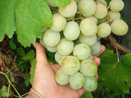 Благодаря усилиям селекционеров появляются новые виды винограда, способные выживать в суровых условиях. В этой статье мы рассмотрим выращивание винограда в средней полосе для начинающих, узнаем о сортах и должном уходе.