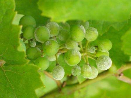 Болезни винограда — фото и чем лечить