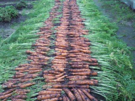 Теперь вы знаете, когда сажать морковь в открытый грунт. Надеемся, что наши советы помогут вам вырастить богатый и обильный урожай полезной, ароматной и вкусной моркови.