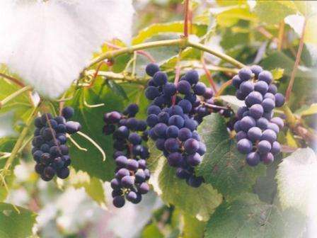 Размножение Амурского винограда