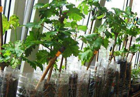Выращивание винограда из черенков в домашних условиях