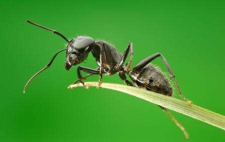 Борьба с муравьями на дачном участке