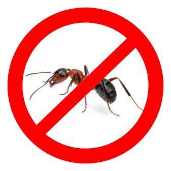 Народные средства защиты от муравьев