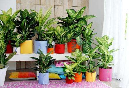 Диффенбахия: уход в домашних условиях, фото растения