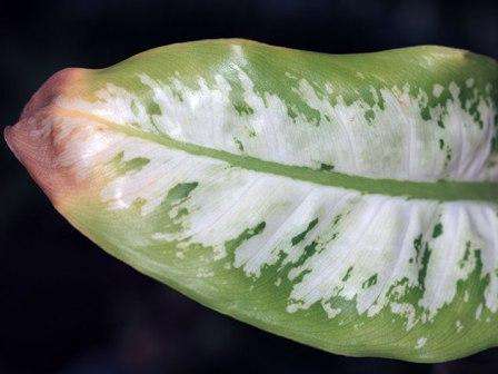 Очень часто листья диффенбахии желтеют. Одно дело — старость, но может быть и болезнь, а также неправильный уход.