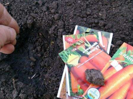 Когда сажать морковь в открытый грунт?