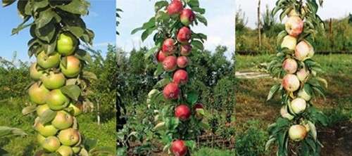 Колоновидная яблоня выращивание и уход после посадки. Видео