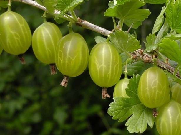 Сорт «Малахит» имеет ветви, на которых шипы могут располагаться от нижней части побегов, мякоть ягод нежная.