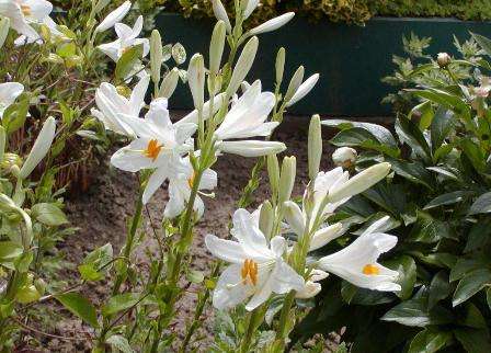 Гибриды кандидум — это садовая форма, от которой появилась белоснежная лилия. Существует не так много разновидностей данного сорта, зато все они очень пахнут