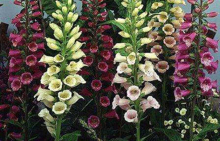 Цветок наперстянка: выращивание на дачном участке
