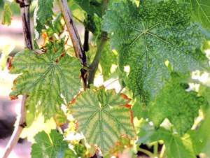 Какие существуют болезни винограда (фото) и чем их лечить? Ответы на эти вопросы узнаем из статьи.