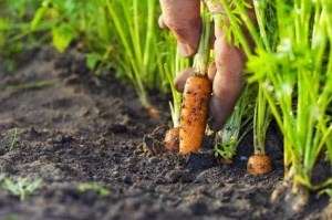 Если вы решили вырастить корнеплод на своем дачном участке, вам наверняка интересно будет узнать - когда сажать морковь в открытый грунт? Этот вопрос мы детально обсудим в статье.