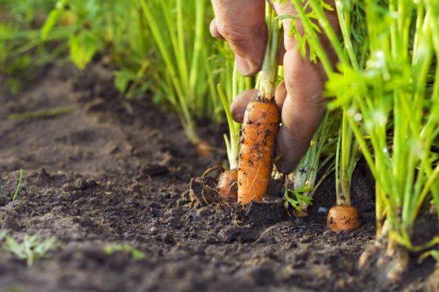 Когда сажать морковь в открытый грунт семенами