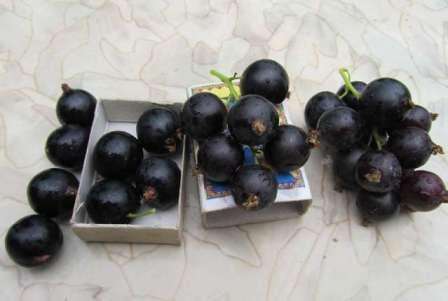 Сорт Дачница — ранний сорт черной смородины, который имеет низкие кусты. 