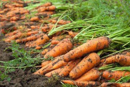 Как правильно выкапывать урожай моркови