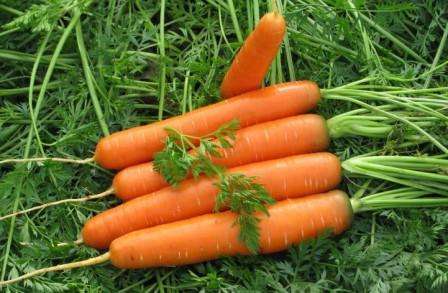 Морковь: выращивание и уход в открытом грунте, хранение