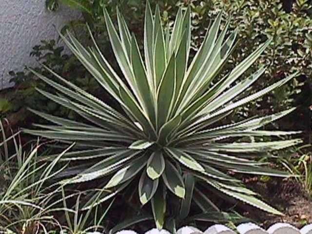 Итак, Алоэлистная юкка (yucca aloifolia) — это многолетнее растение, которое имеет прямой ствол.