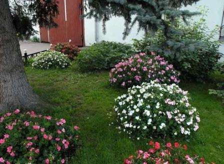 Бегония клубневая - посадка и уход в саду — это важная информация для всех дачников. Теперь вы сможете беспроблемно вырастить на своем участке красивые, яркие и пышные цветы бегонии.