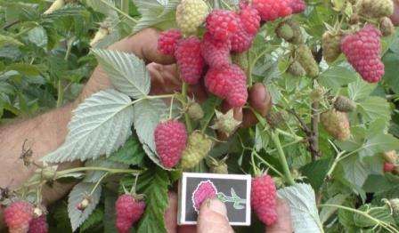 Малина Полана - описание сорта, посадки и ухода помогут вам вырастить на своем дачном участке богатый урожая вкусный ягод.
