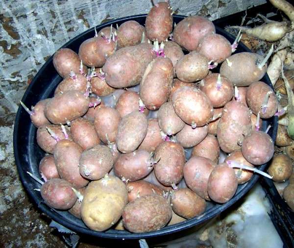 Богатый урожай картофеля: Интересные методы посадки для хорошего урожая