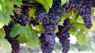Виноград «Изабелла» — посадка и уход