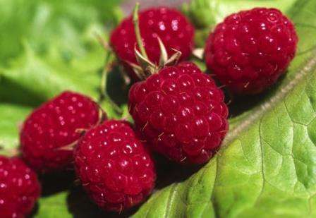 Малина Полана - описание сорта, посадки и ухода помогут вам вырастить на своем дачном участке богатый урожая вкусный ягод.