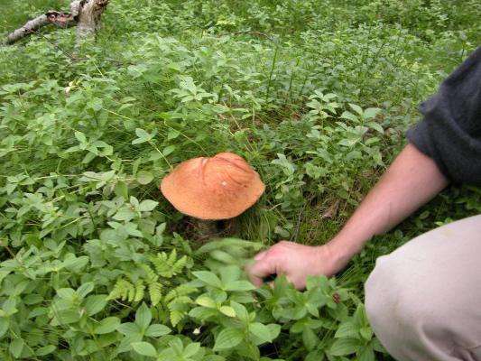 Растим грибы боровики на дачном участке