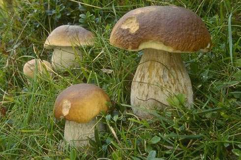 как вырастить грибы на садовом участке