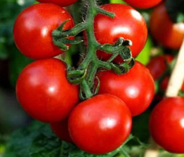 Давайте рассмотрим то, что обычно более всего желают знать огородники про томат Евпатор - отзывы, фото, урожайность и другие особенности.