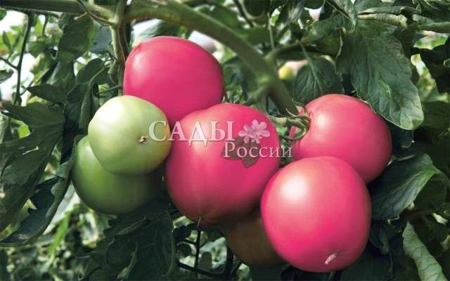 Выращивание помидоров «малиновое чудо» (Сады России)