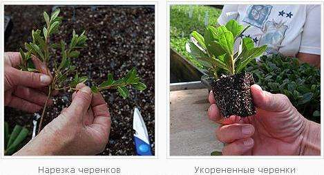  Черенками выращивать азалию проще всего. Однако корни растение пускает тяжело.