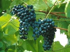 Зима в -40 градусов не представляет угрозу для этого сорта. Приятно, что винограда также устойчив к большинству заболеваний и многим вредителям.
