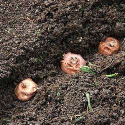 как садить луковицы в грунт