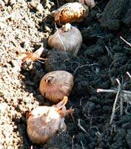 фото посадки луковиц