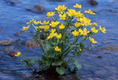 Частуха. Красивое, элегантное растение, идеально подходящее для посадки на берегу или же в самом водоеме. 