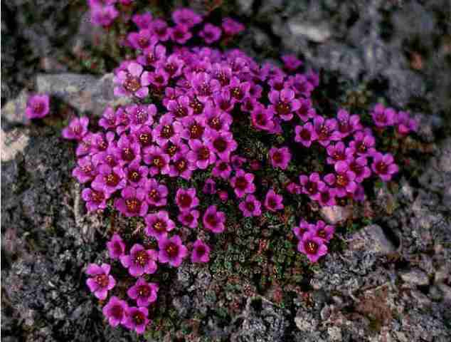 Саксифрага (камнеломка) фото цветов