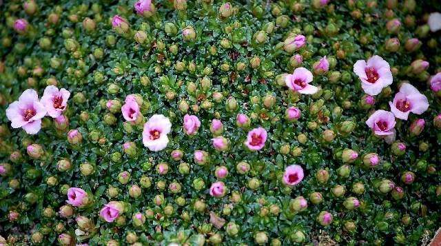 Цветок садовый для альпинария саксифрага фото