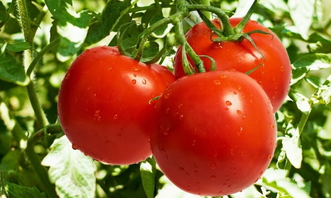 Хотя в таких условиях урожайность томата становится значительно ниже.