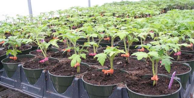 Подкормка рассады томатов дрожжами чтобы были толстенькие стебли