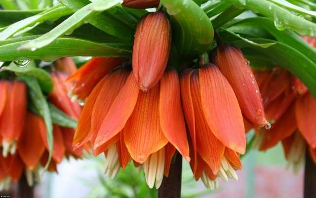 Цветок императорский рябчик можно выращивать в открытом грунте. 