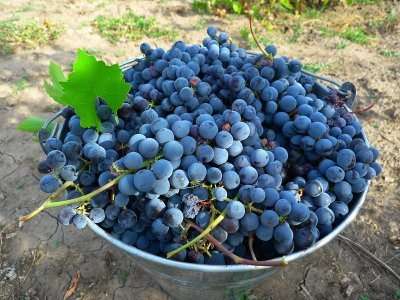 Виноград Изабелла, посадка и уход за которым по силам даже начинающим дачникам, обязательно принесет вам хороший урожай.