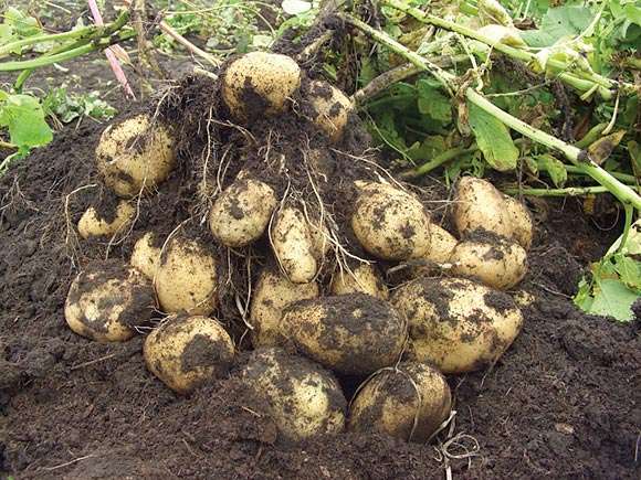 Картофель в мешках: Выращивание, полезные советы и видео