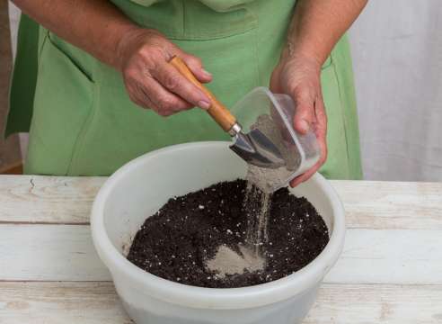 Сажать семена можно в смесь из мелкого торфа, песка и перегноя или из обычного садового грунта с перегноем.