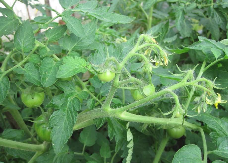 Бороться с болезнями томата Катя овощеводам приходится редко, так как селекционеры защитили растение от большинства из них.