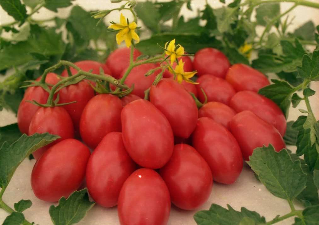 В этой статье предоставлена основная информация про томат Чио-чио-сан, отзывы, фото. Кто сажал этот сорт помидоров, часто делится своими впечатлениями с теми, кто еще не решился на это.