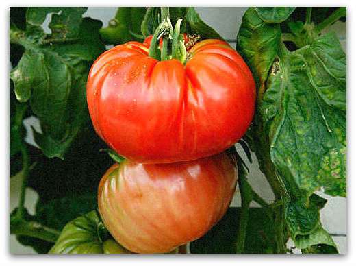 Сами помидоры Буденовки считаются большими, а на вкус просто пальчики оближешь. Один плод может весить до 500 грамм